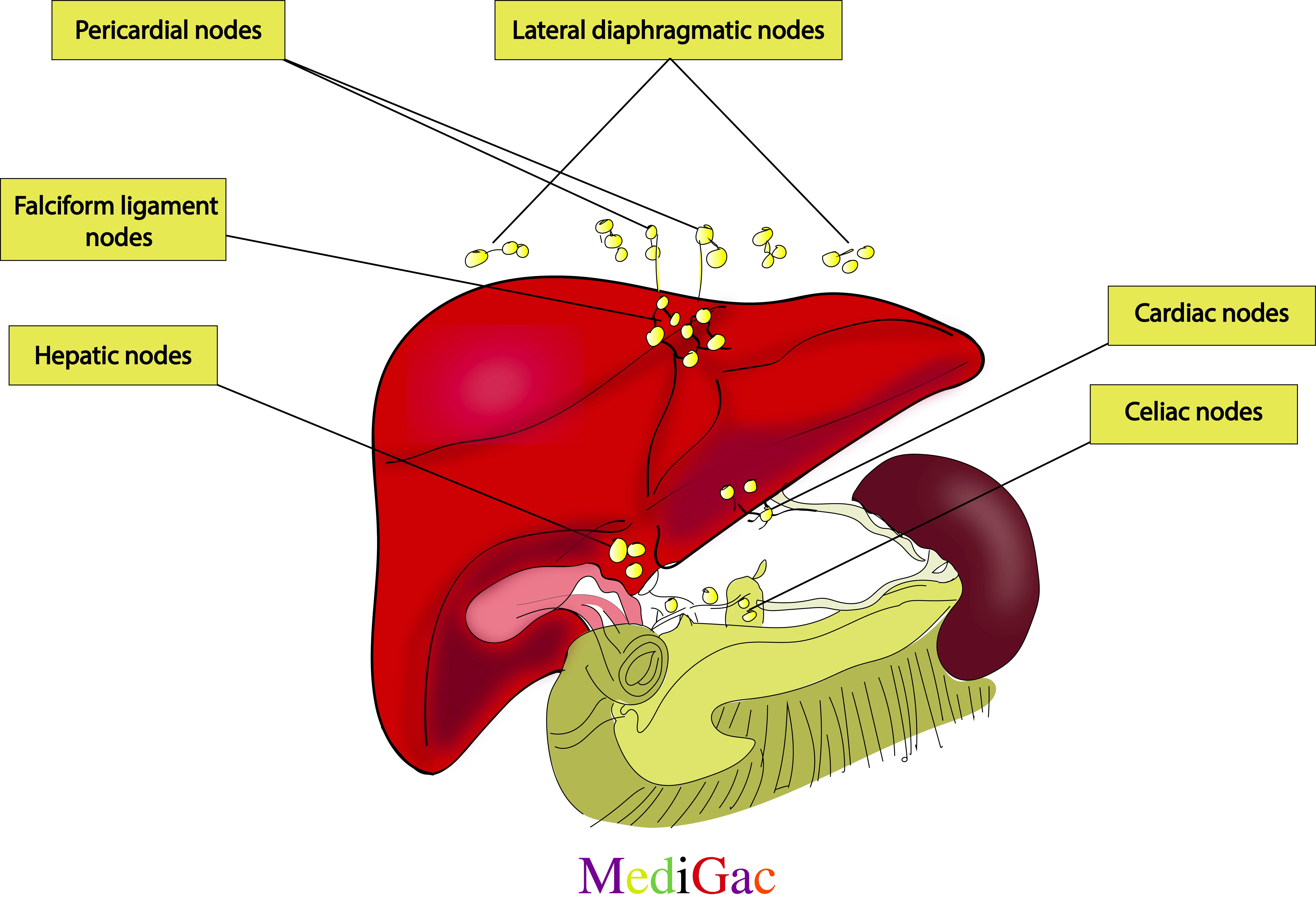 Hepatic lymph nodes